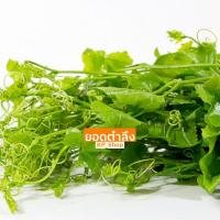 ราคา เมล็ดพันธ์ ยอดตำลึง 5 เมล็ด (8930815016)