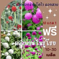ราคา เมล็ดพันธุ์ ดอกบานไม่รู้โรย Globe Amaranth บานไม่รู่โรย สีบานเย็น ชมพู ขาว แดง ✅ราคาถูกซื้อ (27693128376)