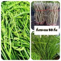 ราคา กิ่งชะอมหนามน้อย กิ่งตอนชะอม มัดละ 50 กิ่ง (26487151817)