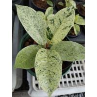 ราคา ยางอินเดียด่างกระลายหินอ่อน ยางอินเดียด่างมินท์ ยางอินเดียด่างกระFicus Elastica Shivereiana (22123683166)