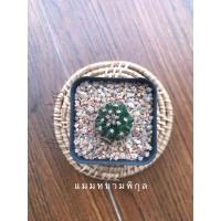 ราคา แมมหนามพิกุล พร้อมกระถาง (10757677114)