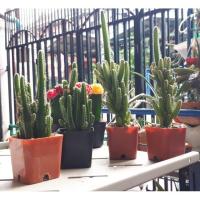 ราคา Cereus tetragonus ปราสาทนางฟ้า หรือ คอนโดนางฟ้า (2151339559)