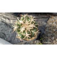 ราคา แคคตัส ช้างน้ำ หนามโหด (25512724932)