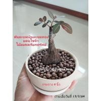 ราคา "ต้นมะยมเงินมะยมทอง" บอนไซจิ๋ว ไม้มงคลเรียกทรัพย์ ประดับฮวงจุ้ยเสริมบารมี (ส่งครบชุดพร้อมกระถางและถาดรอง) (8979394697)