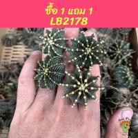 ราคา [ ซื้อ 1 แถม 1 ] Beepees cactus กระบองเพชร ยิมโน Gymnocalycium mihanovichii LB2178 Agua Dulce LBแท้ LB 2178 lb2178แท้ (20378083323)