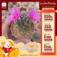 ราคา แคคตัส แมมมิลลาเรีย ชูแมนนิไอ Mammillaria Schumannii แคคตัส กระบองเพชร cactus&succulent พืชอวบน้ำ (20659061403)