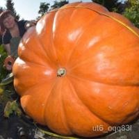 ราคา เมล็ดสลัด ต้นไม้และเมล็ดพันธุ์ เมล็ดพันธุ์ฟักทองยักษ์ฟักทองใหญ่ที่สุดในโลกถูกที่สุด10บ.ฟักทองยักษ์ 2 เมล็ด☘️เมล็ดนำเข้า (17533894733)