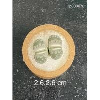 ราคา ไลทอป ฮิปโป Lithops otzeniana (2963941270)