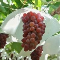 ราคา ต้นองุ่น พันธุ์ เฟรม ซีดเลส แดง ต้นตอป่า ลำต้นสูง 40-50 ซม ไร้เมล็ด (4168993452)