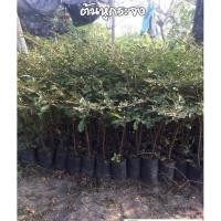 ราคา ต้นหูกระจง หรือ ต้นแผ่บารมี ขนาด 10 เซน เสีหายเคลมฟรี (11977560403)