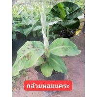 ราคา ต้นกล้วยหอมแคระ กล้วยแขกมงคล (16567856091)