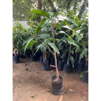 ราคา ต้นมะม่วงเขียวเสวย (พร้อมปลูก) สูง 100-120 ซ ม (28031749012)