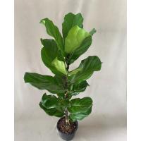 ราคา ไทรใบสัก ต้นไม้ฟอกอากาศ (14069916210)