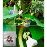 ราคา เมล็ดพันธุ์ ถั่วพู ถั่วพูยาว ยักษ์ winged bean seeds ซองละ 8 เม็ด น่าปลูกมาก บำรุงดียาวได้เป็นศอก (28866665355)