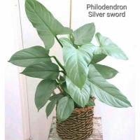 ราคา ต้นฟิโลเดนดรอน ดาบเงิน Philodendron Silver Sword (16258946395)