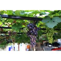 ราคา กิ่งองุ่น ไวท์มะละกา (6858124664)