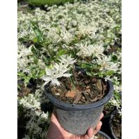 ราคา ต้นโมกด่าง ปิดจงวา กระถาง 5 นิ้ว โมกแคระ โมกป่าด่าง ทำบอนไซได้ พันธุ์ไม้ด่าง (21493198623)