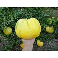 ราคา กล้ามะนาวยักษ์ซิตรอน Medics Etrog (กิ่งตอน) (4744319231)