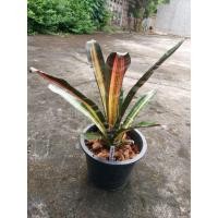 ราคา สับปะรดสี Aec. Roberto มีรากแล้วจ้า ไม้สะสม 2 (26779809913)