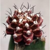 ราคา ต้นแคคตัสยกพอตหลายต้น ไม้เมล็ด เลือกต้นได้ Set R (CACTUS) - กระบองเพชร ราคาถูกแคคตัส (27353367738)