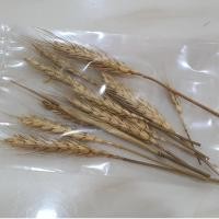 ราคา พวงหัวดอกไม้แห้งข้าวสาลีแห้ง10ชิ้น (43226047389)