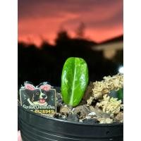 ราคา กวักมรกตแคระด่าง / Dwarf Variegated ZZ | กวักมรกตด่าง ไม้ด่างหายาก (40704292023)