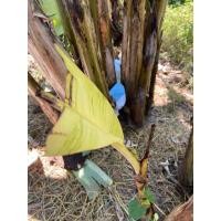 ราคา หน่อกล้วยปาปัวด่างเหลือง (53802730298)