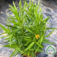 ราคา F328 ทาร์รากอน Tarragon กลิ่นหอม รสเผ็ดร้อน กระถาง 8 นิ้ว ปลูกง่าย สมุนไพรฝรั่ง (9778022424)