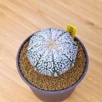 ราคา Astrophytum Asterias Snow - แอสโตรไฟตัม แอสทีเรียส สโนว์ (26500014758)