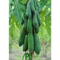 ราคา เมล็ดมะละกอแขกนวล เมล็ดมะละกอแขกนวลดำเนิน มะละกอต้นเตี้ยลูกดก (9085306163)