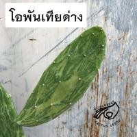 ราคา โอพันเทียด่าง โอพันเทีย คอนโซเล คอนโซเล่ โอพันเทียด่าง ด่าง ลายหินอ่อน โอพันเทียลายหินอ่อน Opuntia Cochenillifera (17405366527)