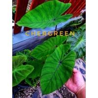 ราคา colocasia blue hawaii ต้นสวยรากแน่น ต้นไม่เล็ก  (ตัวแท้) (14045945920)