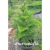 ราคา ต้นสนฉัตร ไม้ประดับสวยงาม (18815946058)