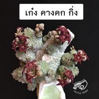 ราคา คางคก คางคกกิ่ง เก๋งจีน เก๋ง pseudolithos dodsoniana คาง คก กิ่ง เก๋งคางคง กระบองเพชร แคคตัส cactus (11585148370)