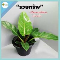 ราคา เศรษฐีรวยทรัพย์ เศรษฐีรวยทรัพย์กระถาง11นิ้วต้นสูงจากก้นกระถาง40-45ซ.ม ใบใหญ่สมบูรณ์ใบกว้าง ไม้มงคล เสริมดวง เรียกทรัพย์ (13706875898)