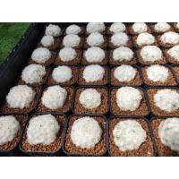 ราคา แมมมิลาเลีย ขนนกขาว ดอกชมพู (5239999821)