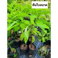 ราคา ต้นใบหนาด ใบหนาด สมุนไพรไทย (28191377947)