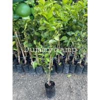 ราคา ต้นมะนาวแป้นพิจิตร(เสียบยอด) แป้นพิจิตร ผลดกออกผลไวพร้อมปลูก สูง70-80ซม (21544787611)