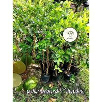 ราคา ต้นมะนาวทูลเกล้า มะนาวไร้เมล็ด มะนาวน้ำเยอะ (25320264690)