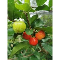 ราคา เชอรี่ไทย เชอรี่หวาน (อมเปรี้ยวนิดๆ) ในกระถาง 6 นิ้วสูง 40 ถึง 70 cm วัดจากก้นกระถาง (จำกัด 1 ต้น/1 ออเดอร์ ) (2970037314)