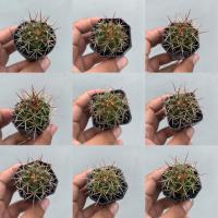 ราคา เมโลแคคตัส (melocactus pachyacanthus) (40623102201)