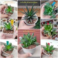 ราคา ฮาโวเทีย ม้าทราย ม้าจุด ม้าเวียน บัวแก้ว ไม้อวบน้ำ แคคตัส กระบองเพชร Haworthia Cactus Succulents Plantasia Shopee (7435298119)