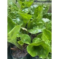 ราคา หญ้าเอ็นยืด สมุนไพรผักกาดน้ำ ต้นหมอน้อย ลักษณะต้นเวบาเด็ดใบออกจะมีใยยืดๆเหมือนเส้นเอ็นทางเหนือเลยเรียกหญ้าเอ็นยืด (40909522739)