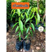 ราคา ต้นอโศกอินเดีย ไม้ประดับ บังลม แนวรั้ว อโศกอินเดีย (25320719343)