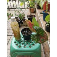 ราคา บอนสีนางไหม นางไหมบอนสี หลายคนขนานนามว่าเป็น ราชินีแห่งไม้ใบ (10650469937)