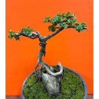 ราคา บอนไซ เพรมน่า ไต้หวัน อายุ 6 ปี รากเกาะหิน (43154409457)