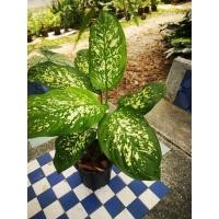 ราคา ต้นสาวน้อยประแป้ง:ไม้มงคล:ไม้ฟอกอากาศ (8968823404)