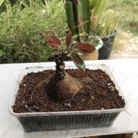 ราคา ต้นมะยมเงินมะยมทอง (ถอดกระถาง) (8064189710)