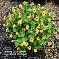 ราคา ต้นแววมยุรา,แววมยุราใบทอง (9512454503)