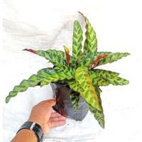 ราคา คล้ากาเหว่าลาย(ไม้ประดับ) (16153649528)